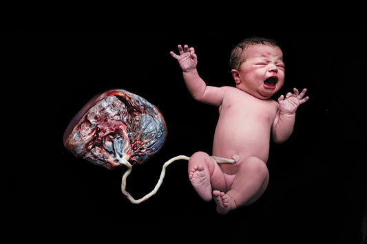 What is the placenta?